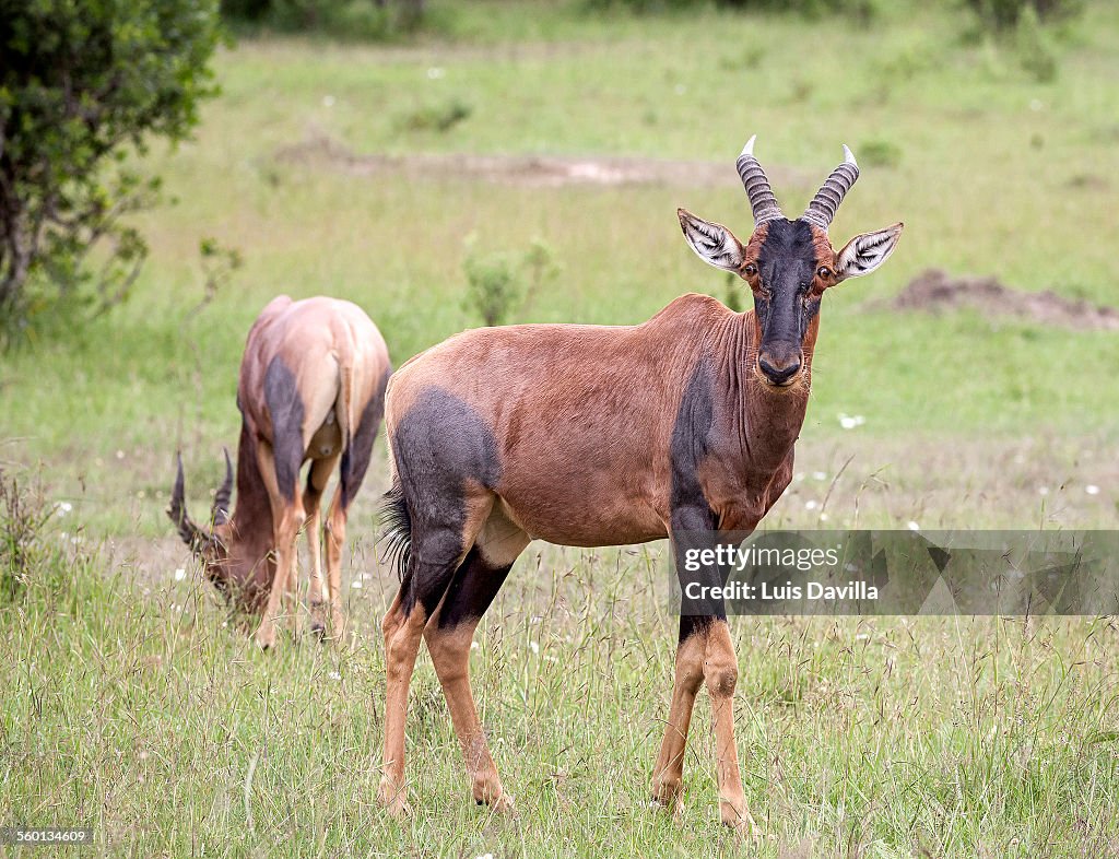 Topi Antelope