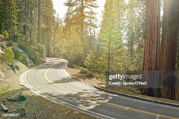 winding american road in sequoia national park - winding road imagens e fotografias de stock