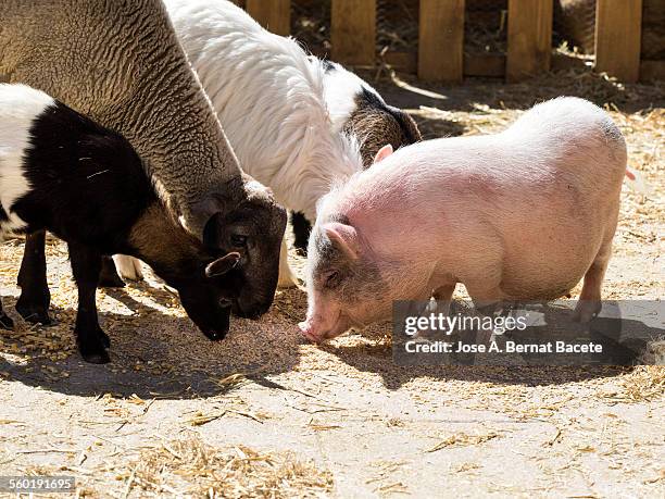 group of animals in a corral outdoors - goat pen stock pictures, royalty-free photos & images