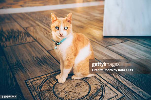 elegant cat with bell - cat with collar stockfoto's en -beelden