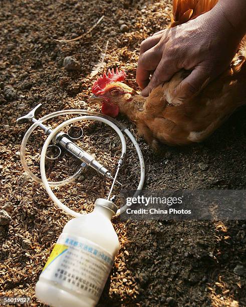 Poultry Injection Photos and Premium High Res Pictures - Getty Images