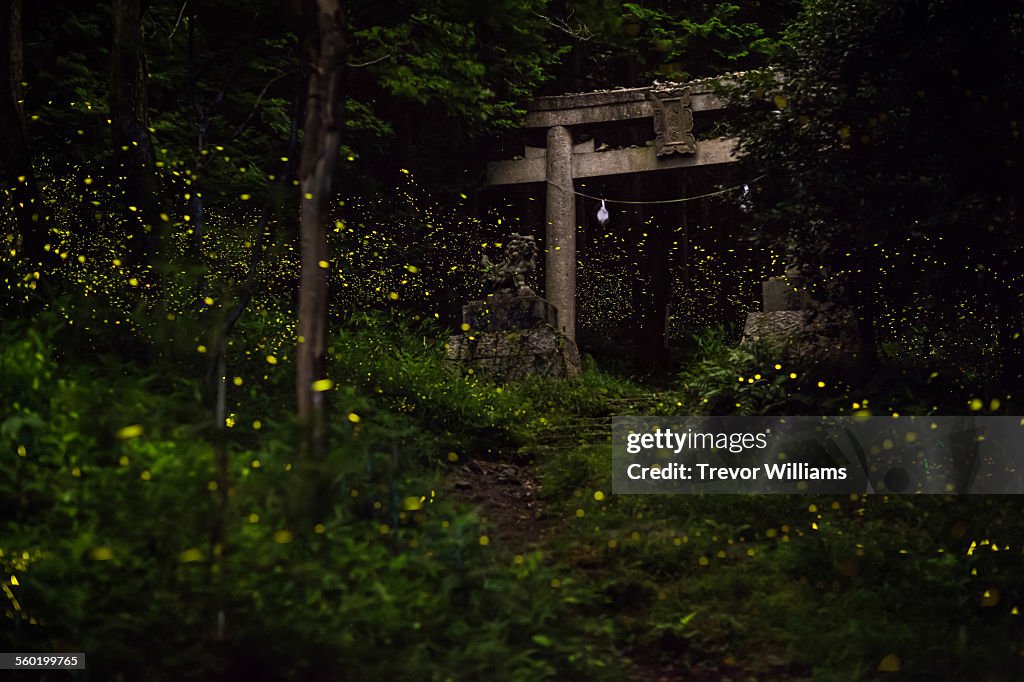 Fireflies surround a temple gate in the forest