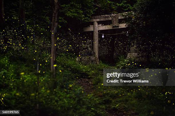 fireflies surround a temple gate in the forest - beatles magical mystery tour stock pictures, royalty-free photos & images