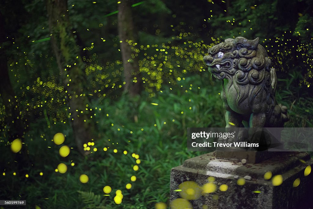 Fireflies swarm around a Japanese statue