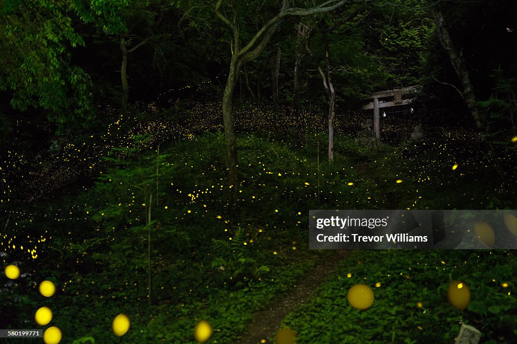 Fireflies lead to a temple gate in the forest