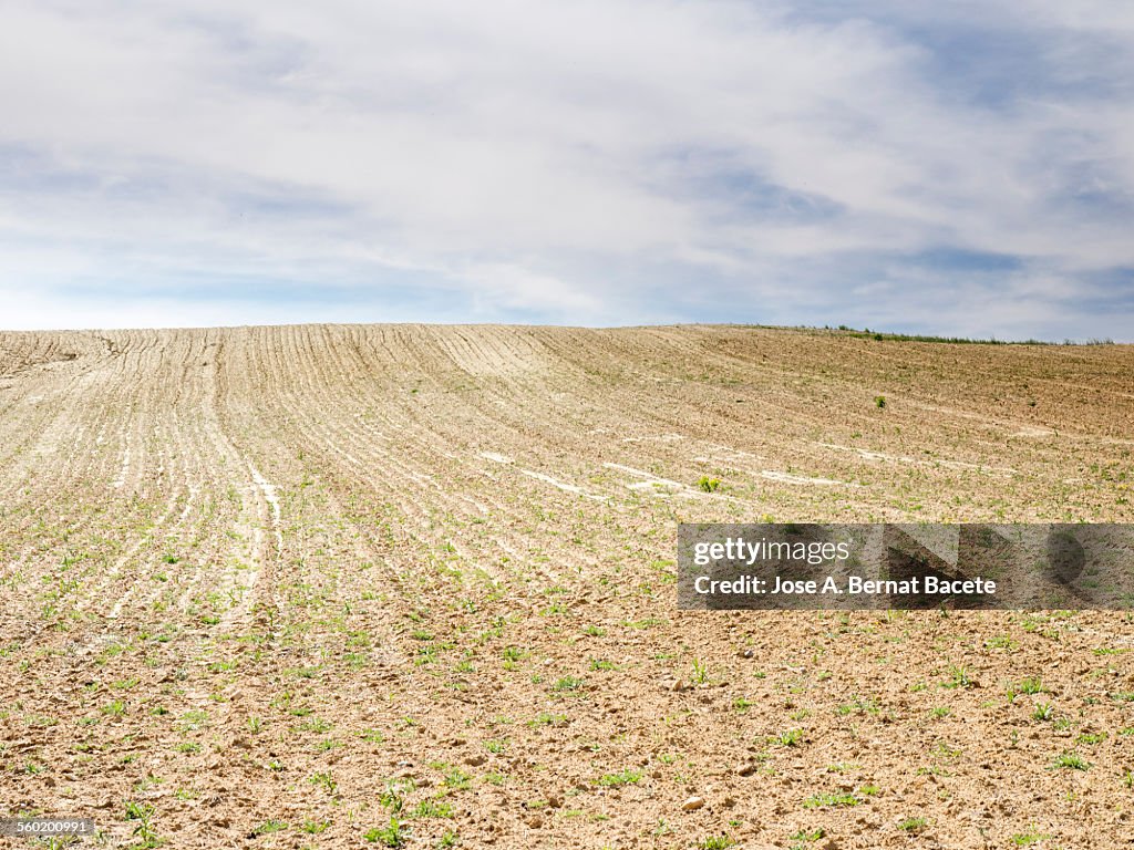 Field ploughed and sowed in spring
