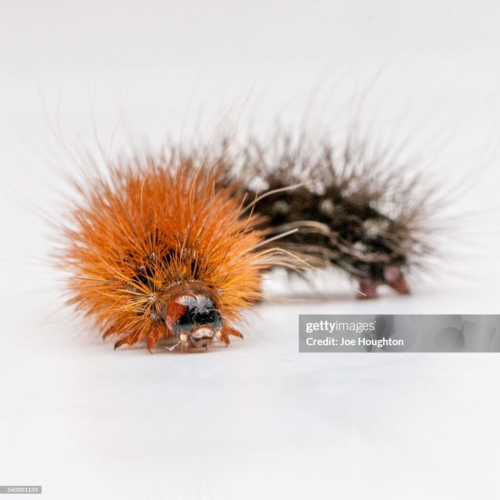 Furry Caterpillar
