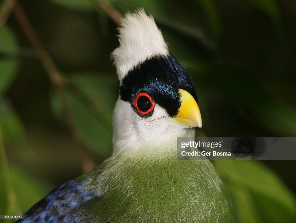 White crested Turaco portrait