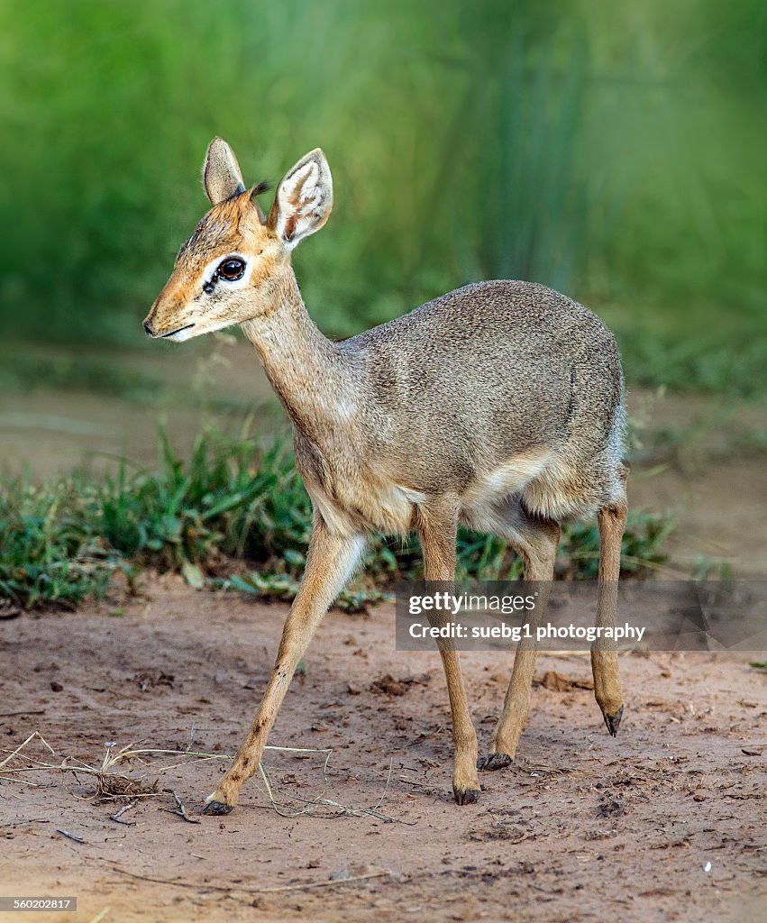 Dik Dik