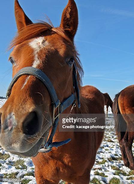 nosey horse - gateado imagens e fotografias de stock