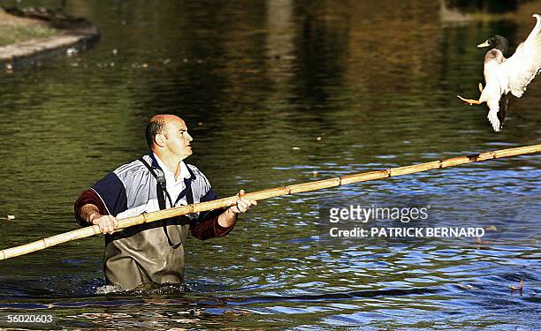 Municipal employee captures ducks from an open air basin following a municipal ban on birds in the city, 27 October 2005 in Bordeaux. The UN food...
