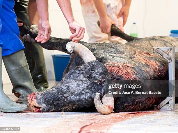 Bullfighter Injuries 331 Bull Fighting Injury Stock Photos, High-Res Pictures, and Images ...