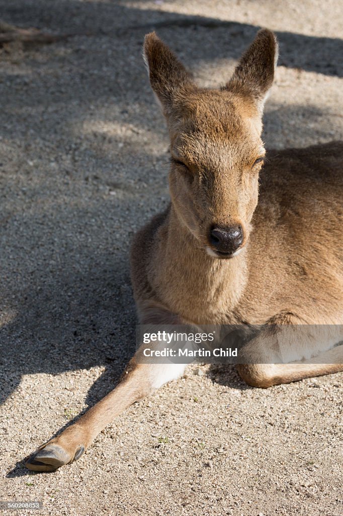 Tame deer on Miyajima Island