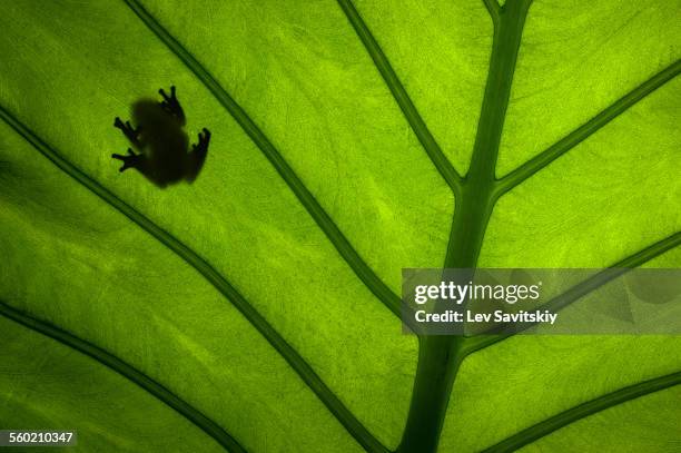 tree frog on a leaf - frog silhouette stock pictures, royalty-free photos & images