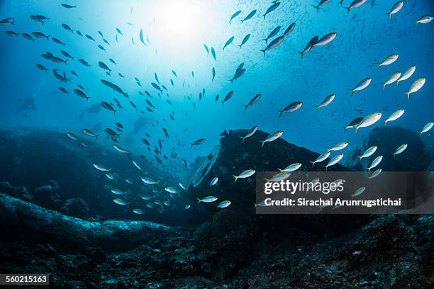 school of yellowback fusilier (caesio xanthonota) - redfin fusilier stock pictures, royalty-free photos & images
