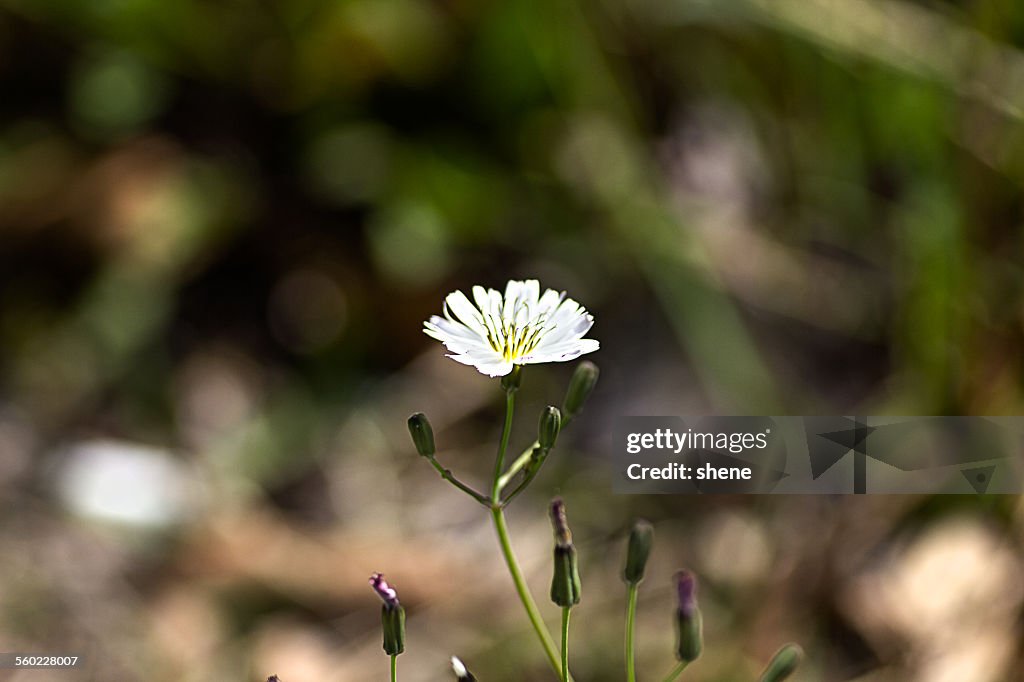 Japanese Hawkbeard(Japanese Youngia)