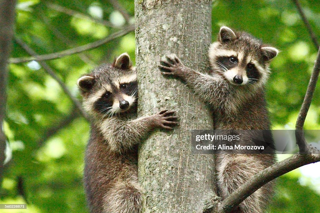 Treehuggers