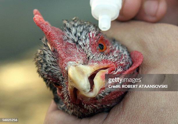 Veterinary technician administers the Newcastle disease vaccine to a hen in the village of Petrovec, 12 kilometres south - east of Skopje, 28 October...