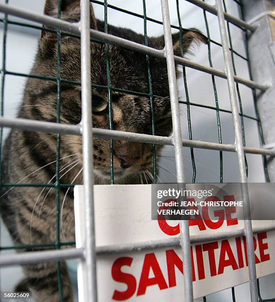 Velaine-en-Haye, FRANCE: Picture taken 28 October 2005 shows Emily, a cat that travelled for 30 days all the way from America in a container without...