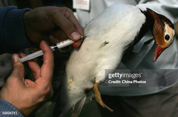 Veterinarians inject bird flu vaccine into a Bar-headed Goose at the Chengdu Zoo on October 28, 2005 in Chengdu of Sichuan Province, China. About 177...