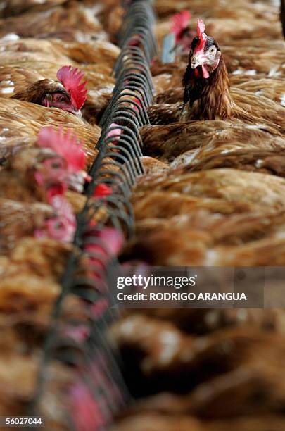 Centenares de gallinas son alimentadas en una finca avicola el 28 de octubre de 2005 en las afueras de Bogota, Colombia. Los avicultores colombianos...