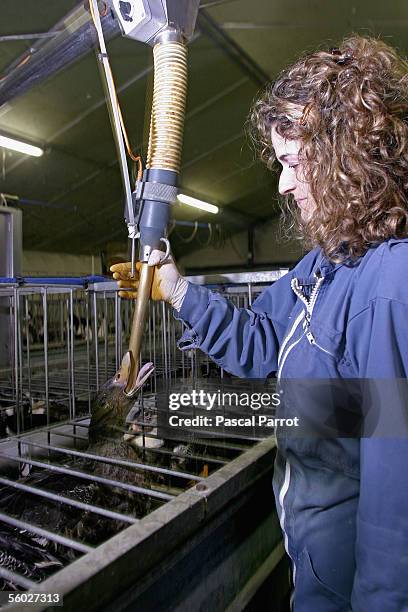 Farmer force feeds grain to a duck, October 27, 2005 as part of the process to fatten its liver for foie gras in Southern France. With more instances...