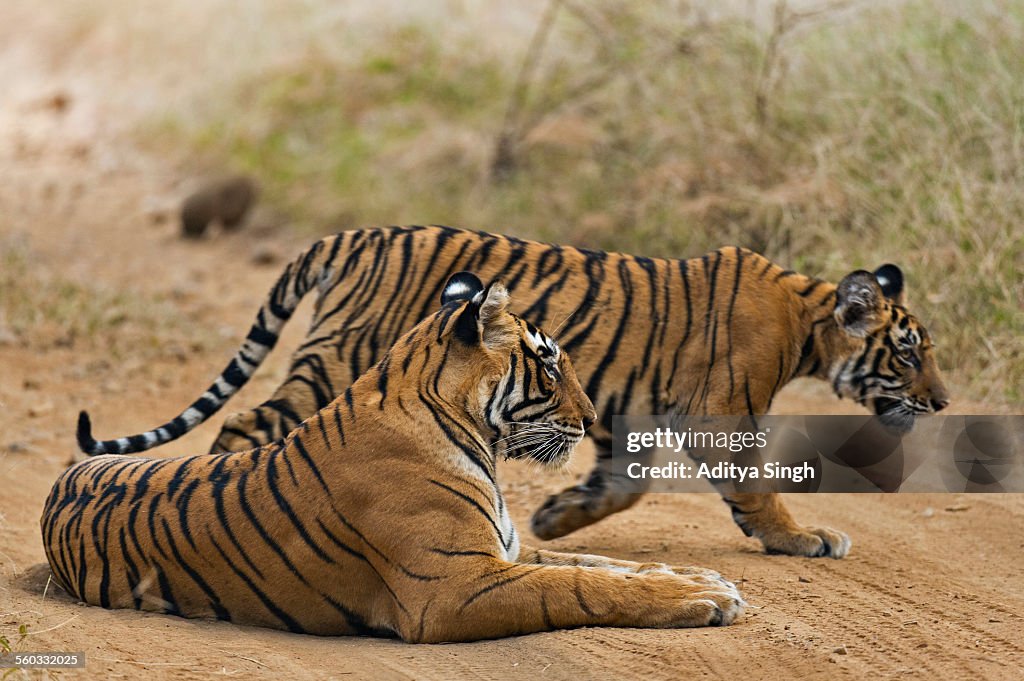 Tiger mother and cub