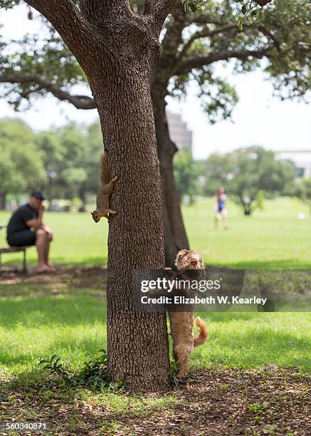 dog chasing squirrel up a tree - dog chasing man stock pictures, royalty-free photos & images