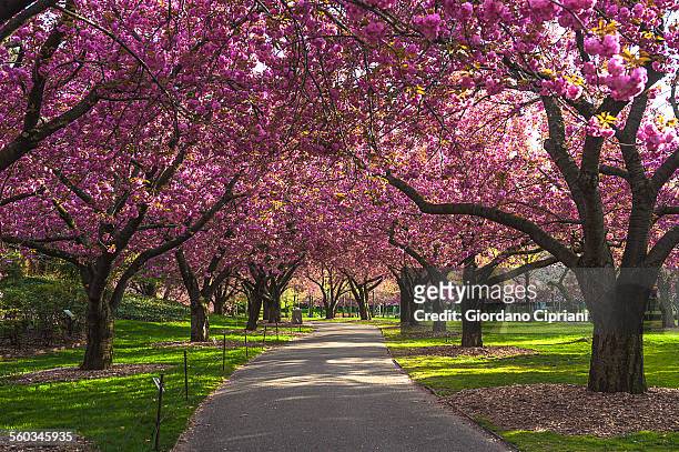 cherry blossom - botanischer garten stock-fotos und bilder