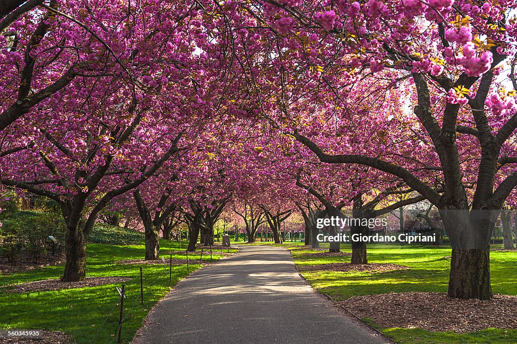 Cherry Blossom