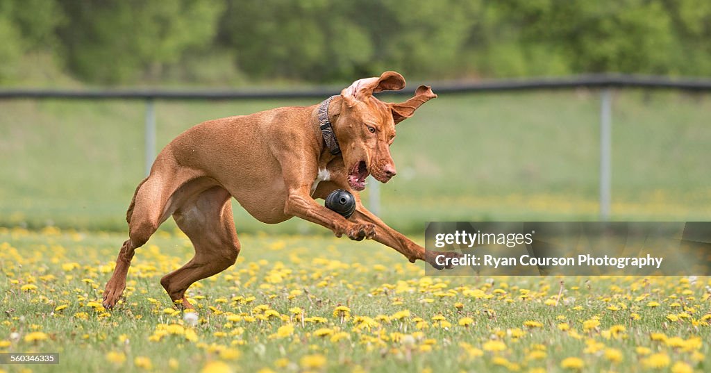 Vizsla plays with Kong