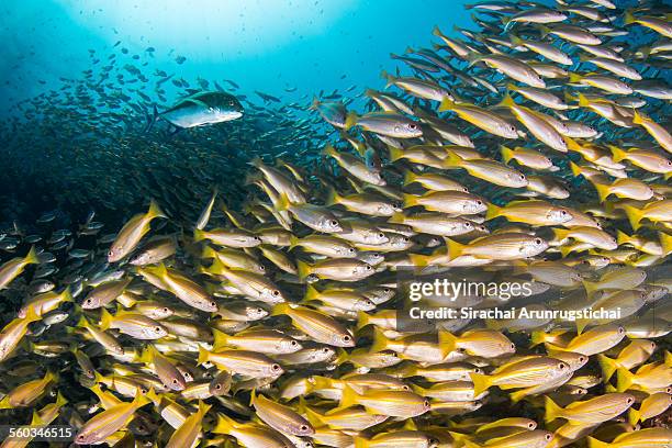 bluefin trevally and a school of bigeye snappers - bluefin trevally stock pictures, royalty-free photos & images