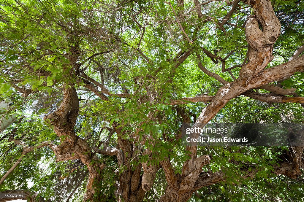 Mibam, Wadi Tiwi, Sur Al Sharqiyah South Governorate, Sultanate of Oman.