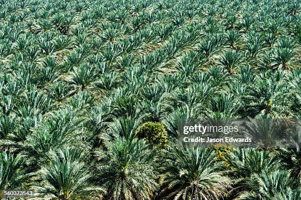 barkat al mouz, sultanate of oman. - date palm tree stock pictures, royalty-free photos & images