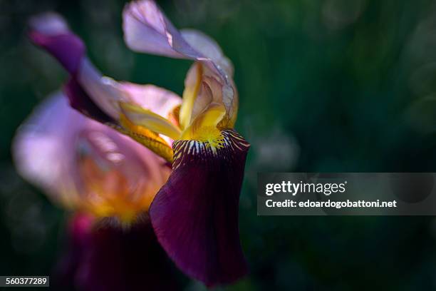 iris's dance - edoardogobattoni stockfoto's en -beelden