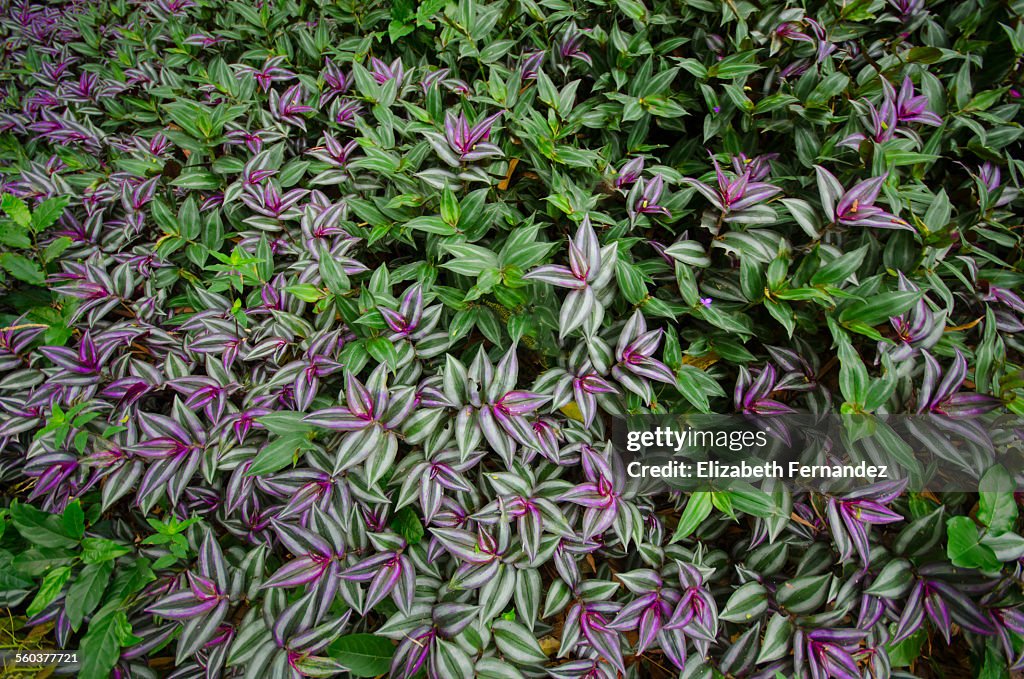 Zebrina pendula (Tradescantia Epidermis)
