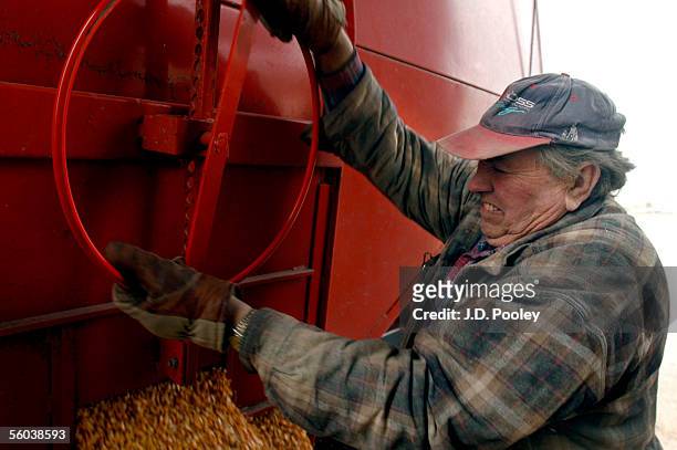 Vern Panning strains while loosing a door to dump corn into an elevator October 31 at The Deshler Farmers Elevator Company's Custar elevator located...