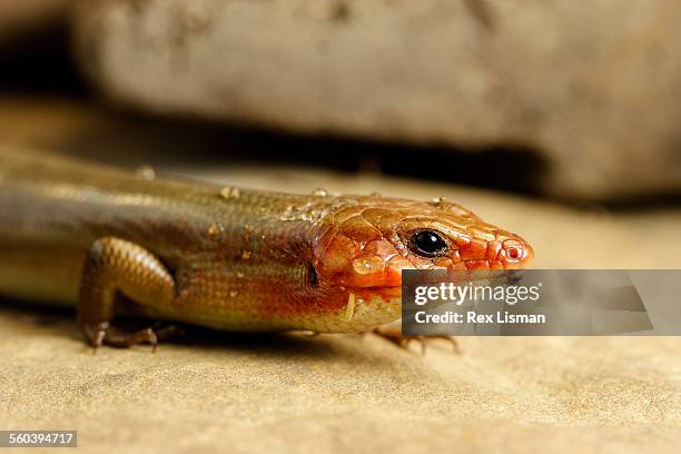 Broadhead Python 1,417 Broadhead Stock Photos, High-Res Pictures, and Images - Getty Images