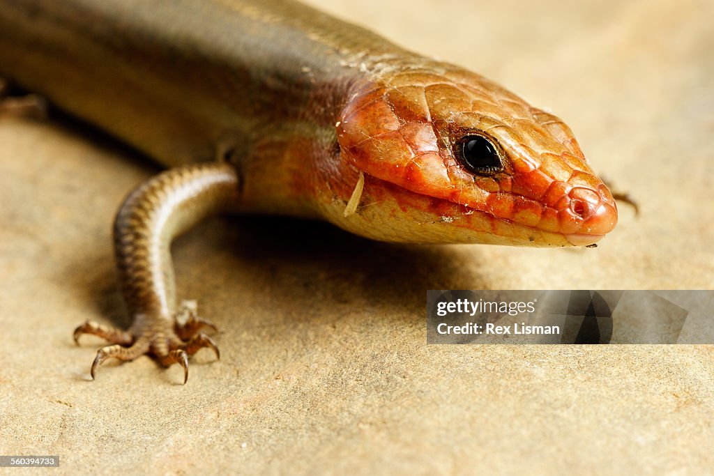 Broadhead skink