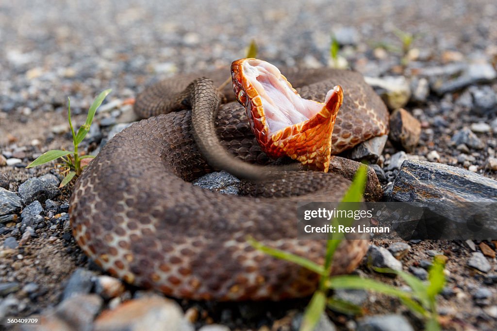 Western cottonmouth coiled up on a rural road