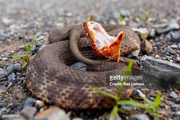 western cottonmouth coiled up on a rural road - animal behaviour stock pictures, royalty-free photos & images