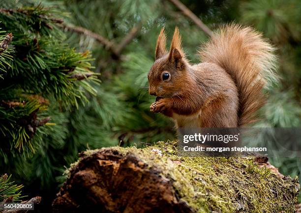 red squirrel - weardale bildbanksfoton och bilder