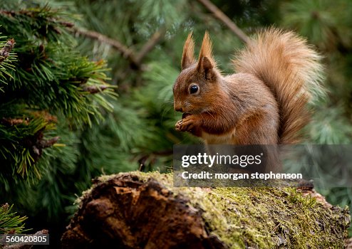 Red squirrel Red squirrel