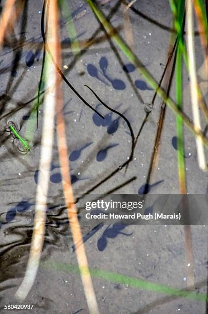 tadpole pond - tadpole stock pictures, royalty-free photos & images