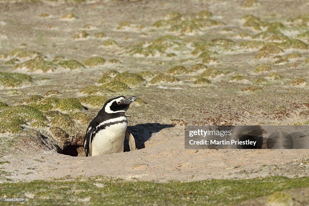 Magellan Penguin, Falkland Islands