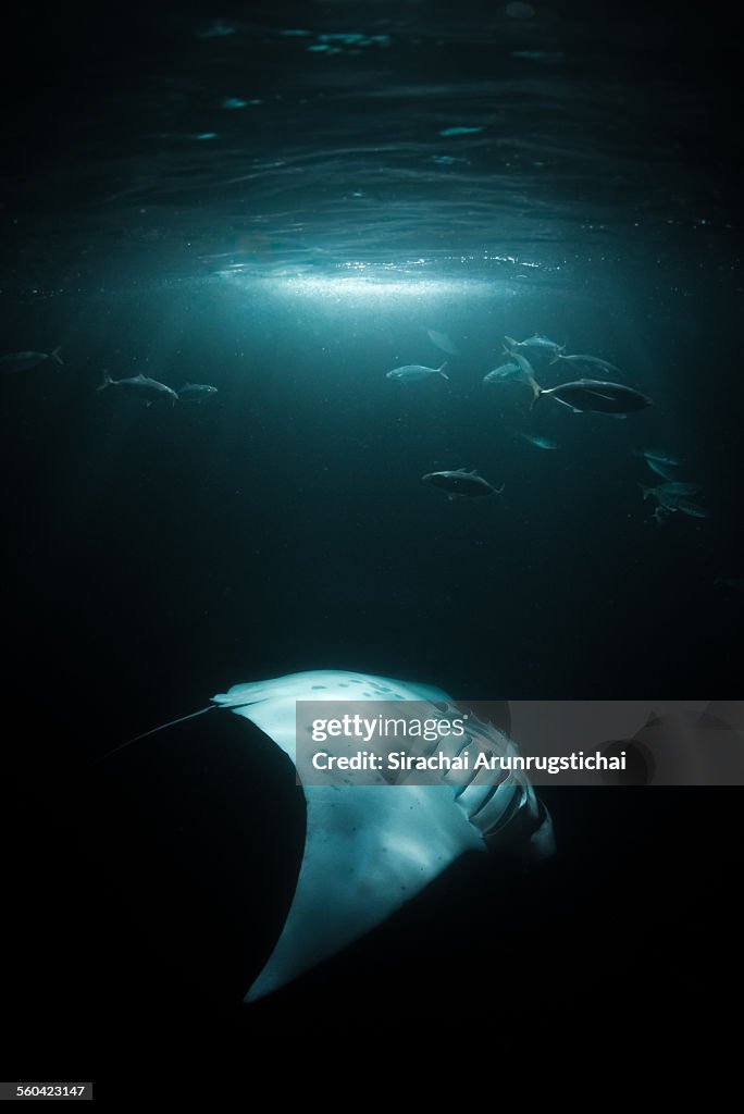 Manta Ray swims under light at night