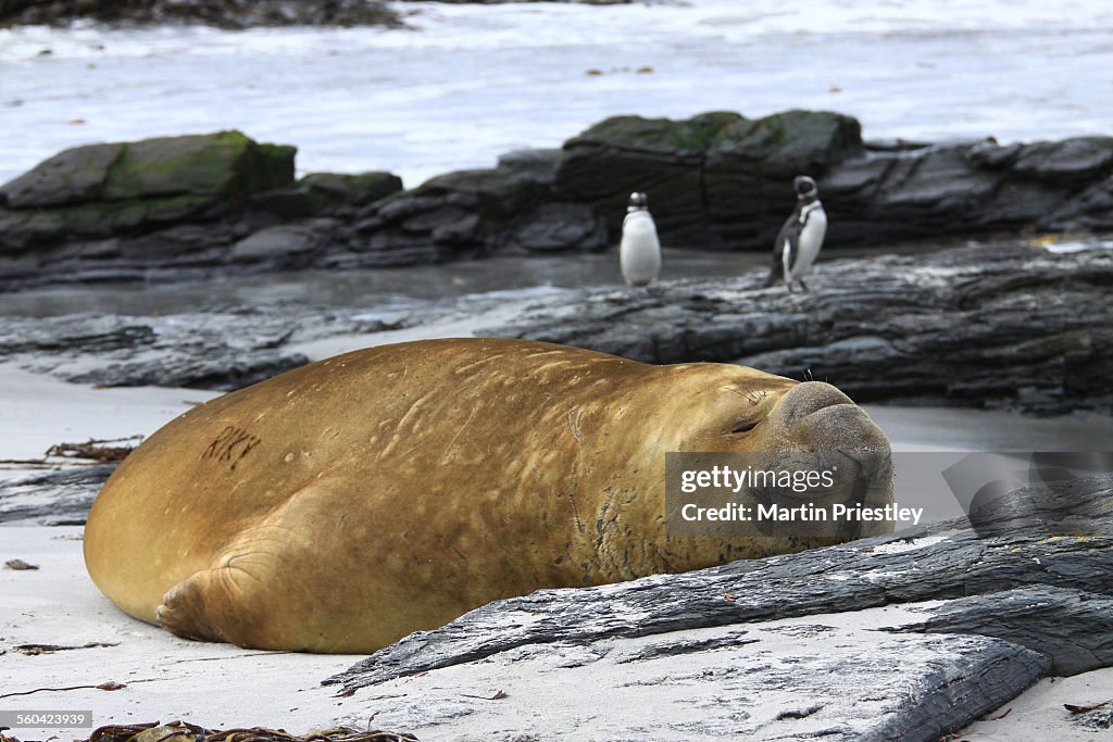 Southern Elephant Seal, Falkland Islands