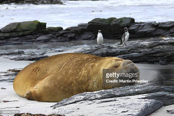southern elephant seal, falkland islands - southern elephant seal stock pictures, royalty-free photos & images