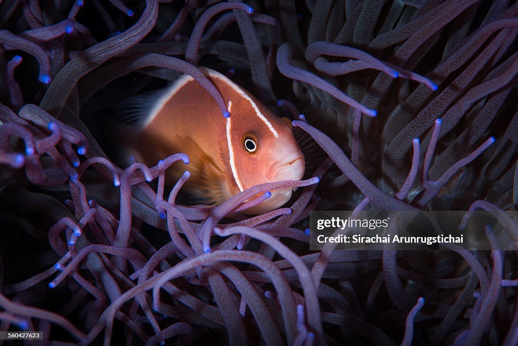 Pink Anemonefish in sea anemone.