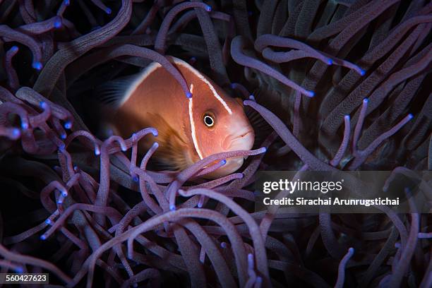 pink anemonefish in sea anemone. - amphiprion akallopisos stock pictures, royalty-free photos & images
